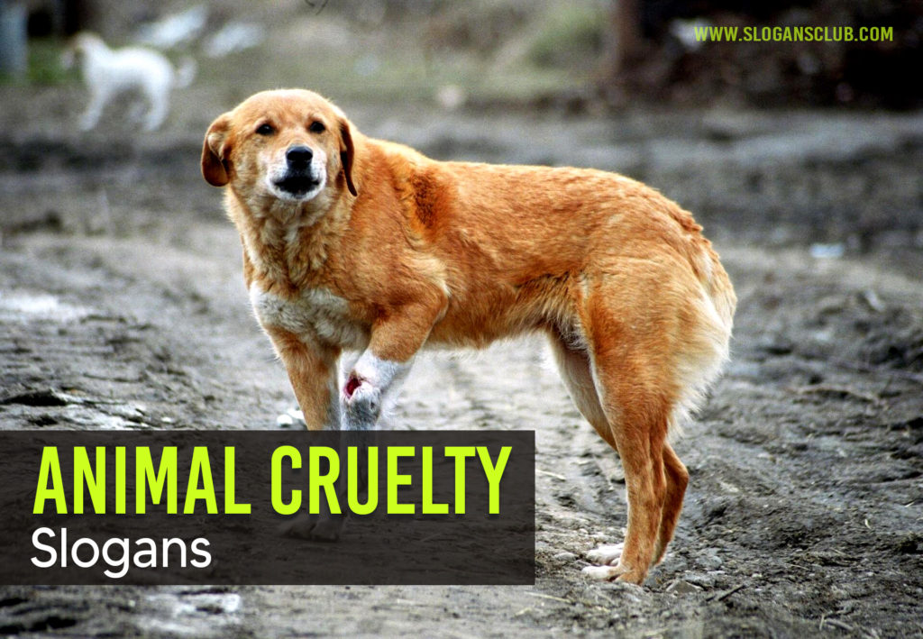 Anti Animal Cruelty Slogans